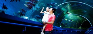 อันเดอร์วอเตอร์เวิร์ล พัทยา (Underwater world Pattaya) (3)