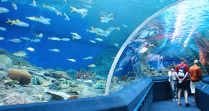 อันเดอร์วอเตอร์เวิร์ล พัทยา (Underwater world Pattaya) (4)