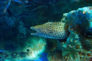 เที่ยวพัทยา Underwater world Pattaya
