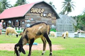 Pattaya Sheep Farm พัทยา