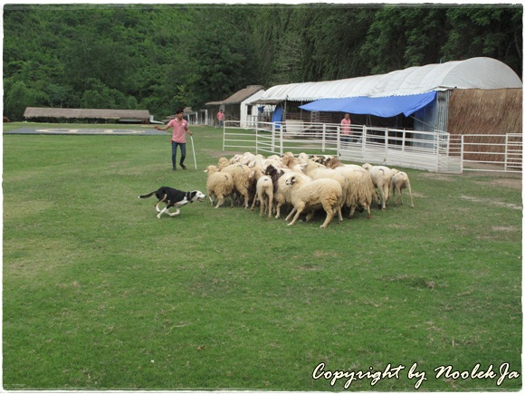 Scenery Sheep & Dog Show
