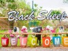 Black Sheep Hua Hin Fun Farm