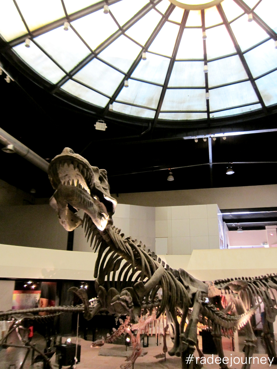 ด้านในพิพิธภัณฑ์ไดโนเสาร์4