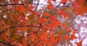 ป่าสนบ้านวัดจันทร์-ใบไม้เปลี่ยนสี