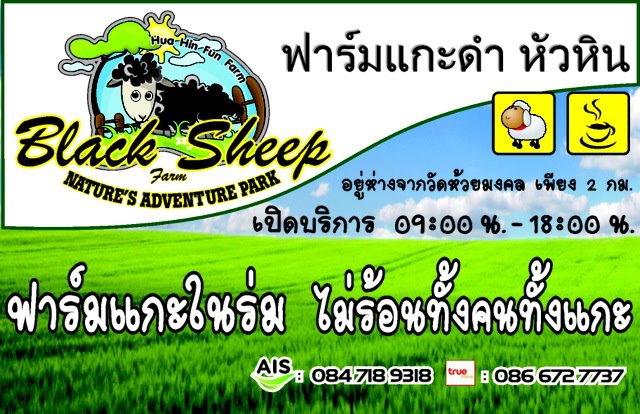 เที่ยว Black Sheep Hua Hin Fun Farm