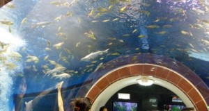 พิพิธภัณฑ์ปลาในวรรณคดี-อุโมงค์