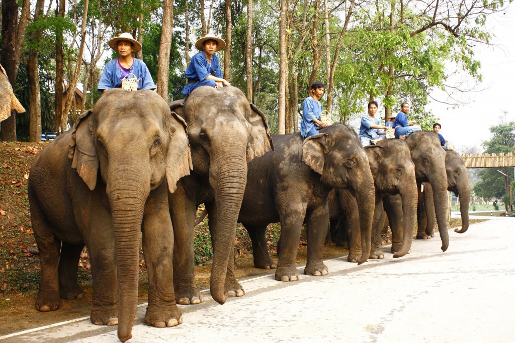 10 สถานที่ท่องเที่ยวห้ามพลาดของลำปาง -สถาบันคชบาลแห่งชาติ ศูนย์อนุรักษ์ช้างไทย