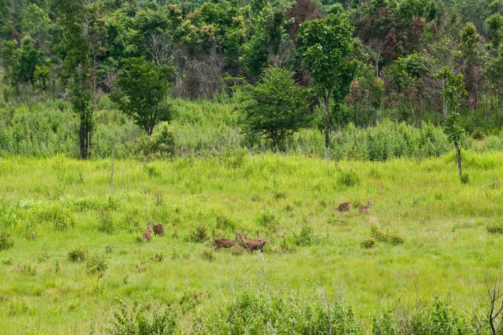 10 ที่เที่ยวเเสนงามของกาญจนบุรี-เขตรักษาพันธุ์สัตว์ป่าทุ่งใหญ่นเรศวร