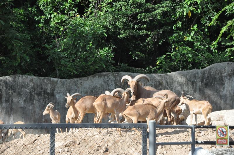 10 สุดยอดที่เที่ยวในชลบุรี-สวนสัตว์เปิดเขาเขียว